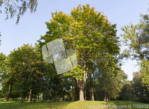 Image of maple in autumn