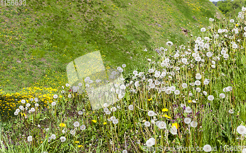 Image of green grass