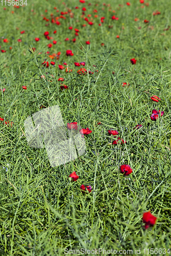 Image of red poppy