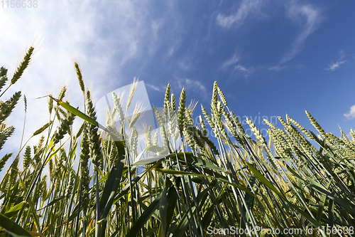 Image of green wheat