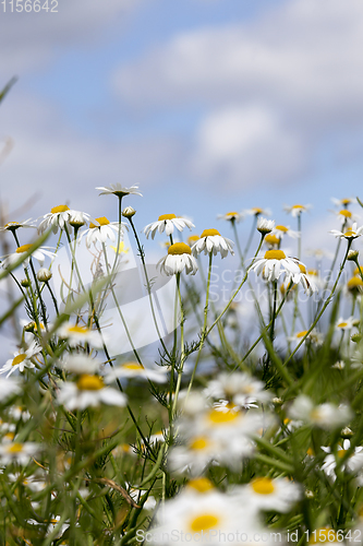 Image of white beautiful chamomile