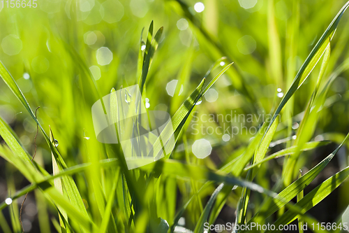 Image of green wheat sprouts