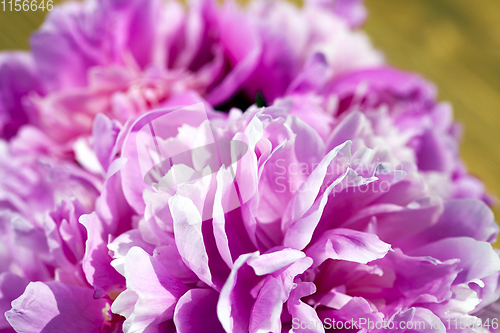 Image of pink peonies