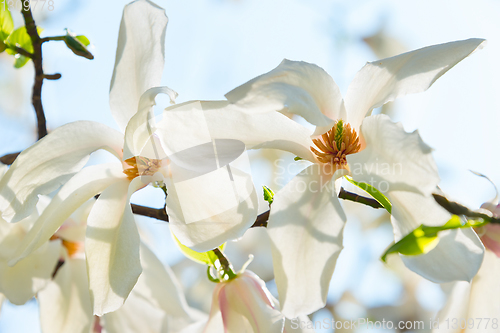 Image of Sunny blossom magnolia tree flowers