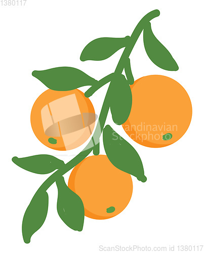 Image of Orange illustration vector on white background 