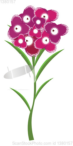 Image of Image of carnation, vector or color illustration.