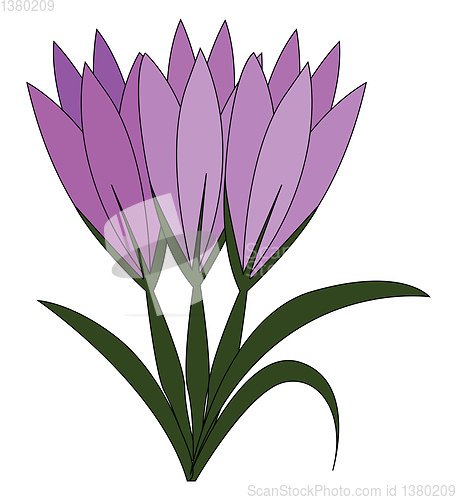 Image of Violet crocus flowers with green leaves vector illustration on w