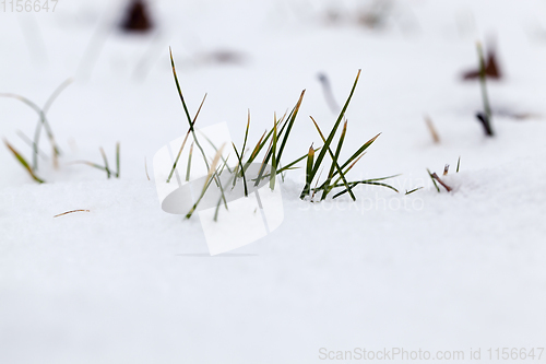 Image of green grass