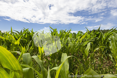 Image of corn field