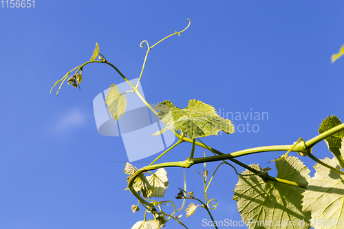 Image of green grapes