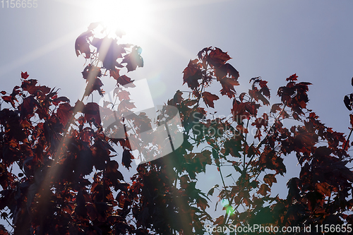 Image of red maple