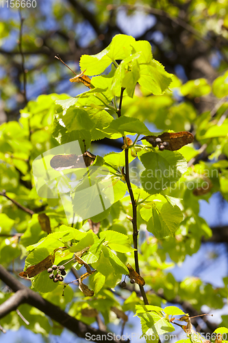 Image of linden foliage