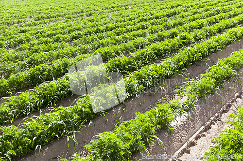 Image of unripe carrots