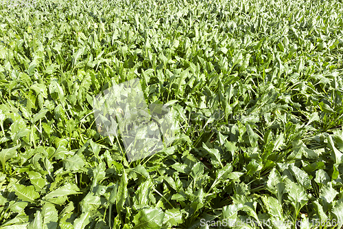 Image of green sugar beet