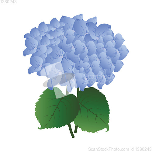 Image of Vector illustration  blue hydrangea flower with green leafs on w