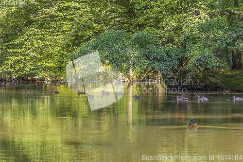 Image of Wild ducks in idyllic park scenery