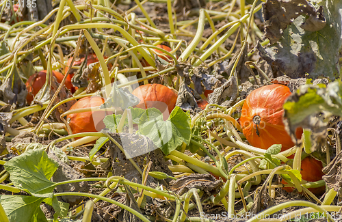 Image of Red kuri squashes