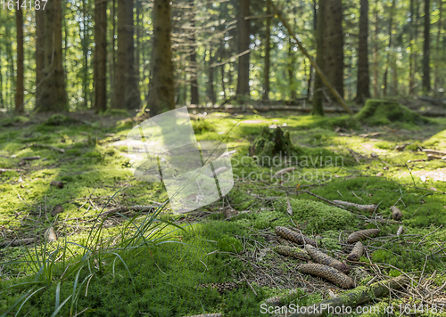 Image of idyllic forest scenery