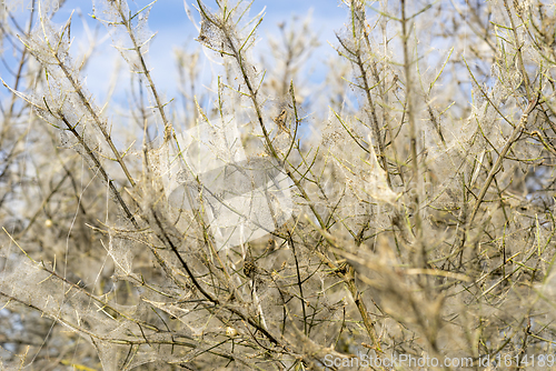 Image of ermine moth web