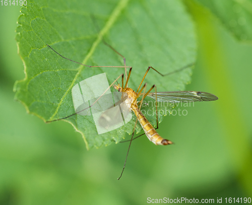 Image of Crane fly on green leaf