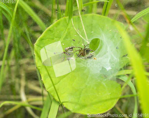 Image of funnel-web spider