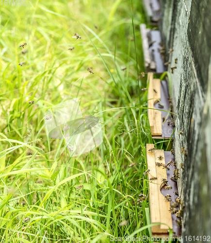 Image of Beehive and bees