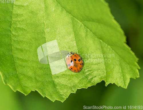 Image of ladybug on green leaf