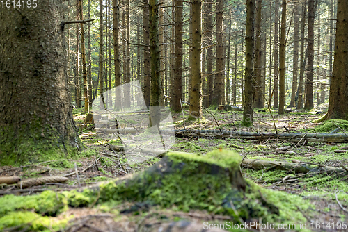 Image of idyllic forest scenery