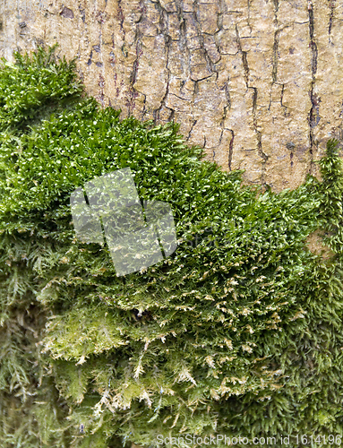 Image of green moss detail