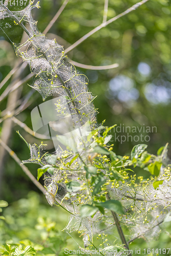 Image of ermine moth caterpillars and web