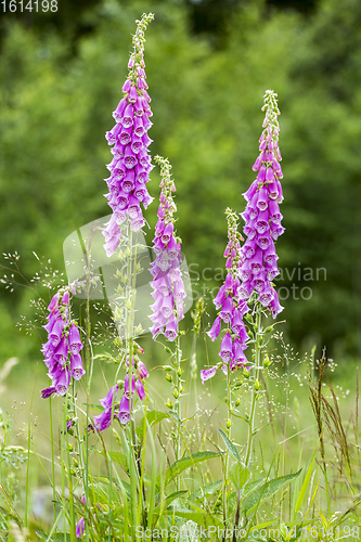 Image of common foxglove flowers