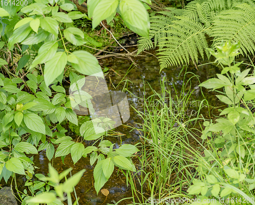 Image of mixed vegetation closeup