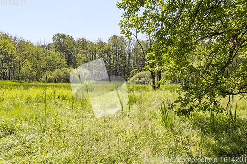 Image of sunny wetland scenery