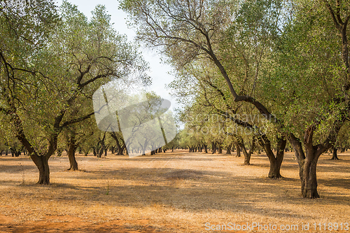 Image of Olive trees plantation