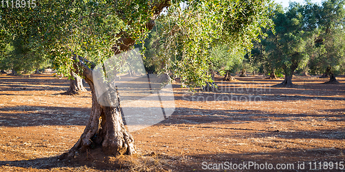 Image of Old olive trees in South Italy