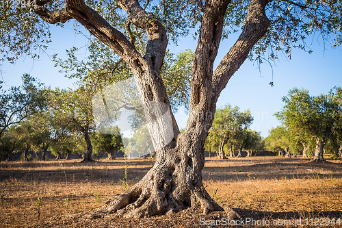 Image of Olive tree in South Italy