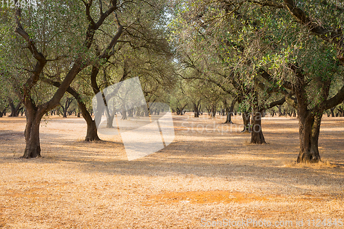 Image of Olive trees plantation