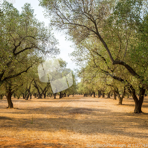 Image of Olive trees plantation