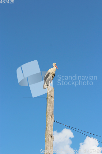 Image of stork standing on the telegraph-pole