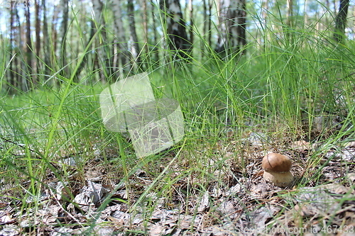 Image of Beautiful and small cep in the grass