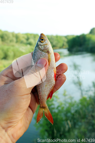 Image of rudd caught in the fishing