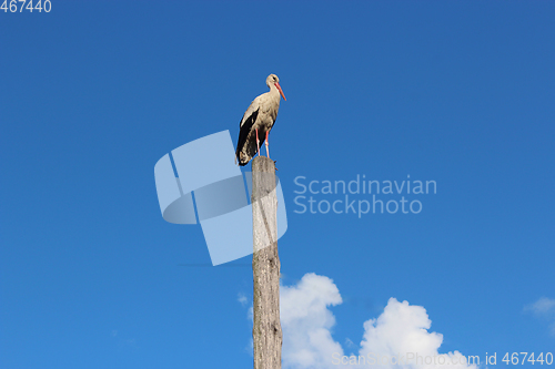 Image of stork standing on the telegraph-pole