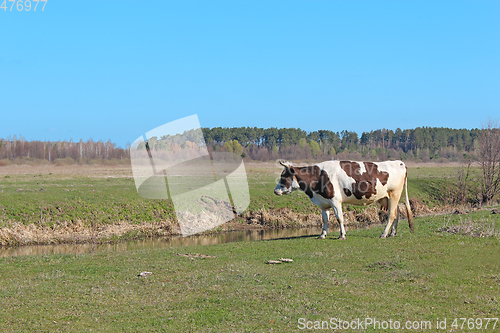 Image of cows on the farm pasture