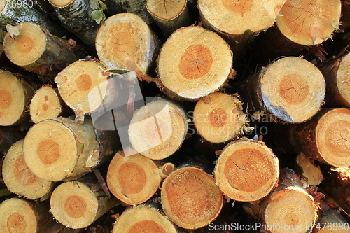 Image of lumber from pines and birches