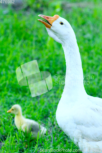 Image of gosling with goose