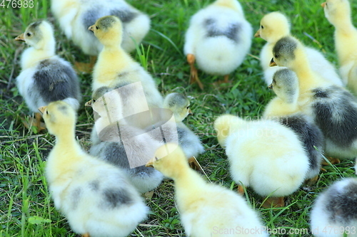 Image of brood of goslings on the grass