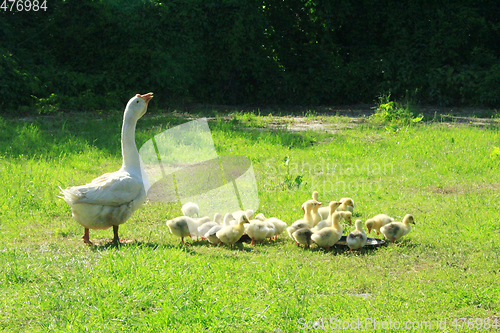 Image of goslings with goose on the grass