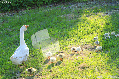 Image of goslings with goose on the grass