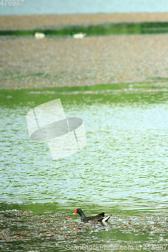 Image of duck of Eurasian coot on the pond