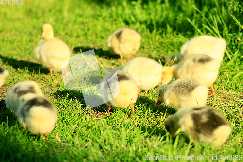 Image of brood of goslings on the grass